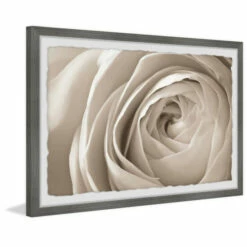 Flash Sale 🌟 Copper Grove Creamy Rose Closeup Framed Painting Print 😉
